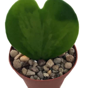 Sweetheart Waxplant Hoya kerri 2