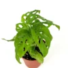 Swiss Cheese Plant Philodendron Adansonii - 4" Air Purifying Houseplant