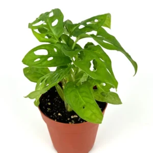 Swiss Cheese Plant Philodendron Adansonii - 4