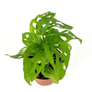 Swiss Cheese Plant Philodendron Adansonii - 4