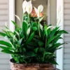 Sympathy Duo Peace Lily & Prayer Plant 4 Inch Pots - Send Thoughts and Prayers