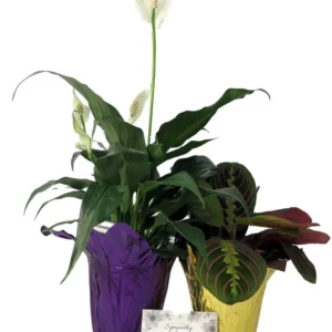 Sympathy Duo Peace Lily & Prayer Plant 4 Inch Pots - Send Thoughts and Prayers