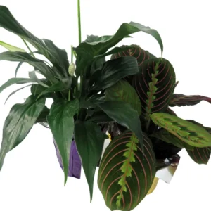 Sympathy Duo Peace Lily & Prayer Plant 4 Inch Pots - Send Thoughts and Prayers