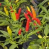 Tabasco Pepper Plant - 2.5" Pot - Hot Sauce Variety