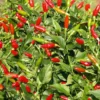 Tabasco Pepper Plant - 4 inch Pot - Grow Fiery Hot Sauce Peppers