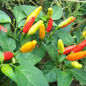 Tabasco Pepper Plant - 4 inch Pot - Grow Fiery Hot Sauce Peppers