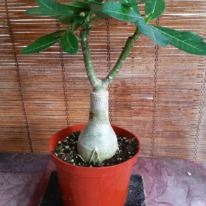 Taiwan Desert Rose Adenium Obesum Live Plant - Purple Flowering Succulent, 10 to 15 inch Height