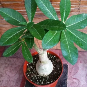 Taiwan Desert Rose Adenium Obesum Live Plant - Purple Flowering Succulent, 10 to 15 inch Height