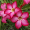 Taiwan Desert Rose Plant Adenium Obesum Live Pink Flowering Succulent