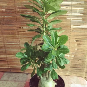 Taiwan Desert Rose Plant Adenium Obesum Live Pink Flowering Succulent
