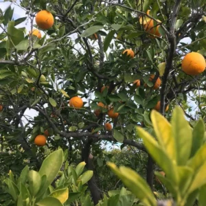 Tangerine Tree Live Plant - 2 Feet Height Murcott Sweet Orange Tree