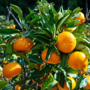 Tangerine Tree Live Plant - 2 Feet Height Murcott Sweet Orange Tree