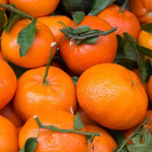 Tangerine Tree Live Plant - 2 Feet Height Murcott Sweet Orange Tree