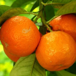 Tangerine Tree Live Plant - 2 Feet Height Murcott Sweet Orange Tree