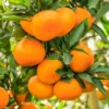 Tangerine Tree Plant Live - 2-3 Ft Sweet Tangerine Citrus Fruit Tree for Garden - Orange