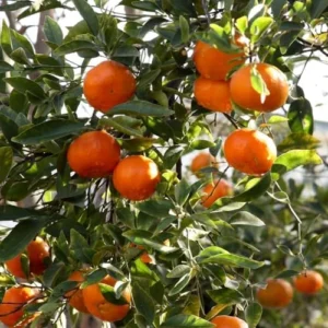 Tangerine Tree Plant Live - 2-3 Ft Sweet Tangerine Citrus Fruit Tree for Garden - Orange