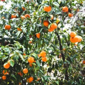 Tangerine Tree Plant Live - 2-3 Ft Sweet Tangerine Citrus Fruit Tree for Garden - Orange