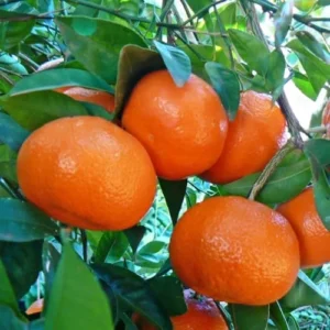 Tangerine Tree Plant Live - 2-3 Ft Sweet Tangerine Citrus Fruit Tree for Garden - Orange