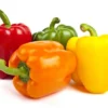 Tasty Colorbell Pepper Plant - 2.5" Pot - Green, Yellow, Red, Orange Bell Pepper