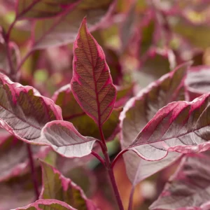 Tatarian Dogwood SGT. PEPPER Cornus Alba - 4 inch Potted Shrub