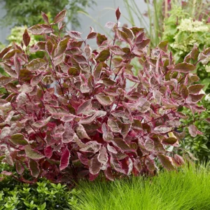 Tatarian Dogwood SGT. PEPPER Cornus Alba - 4 inch Potted Shrub