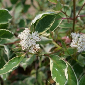 Tatarian Dogwood SGT. PEPPER Cornus Alba - 4 inch Potted Shrub