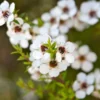 Tea Tree Live Plant - White Flowering Shrub 10 to 15 Inch