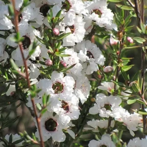 Tea Tree Live Plant - White Flowering Shrub 10 to 15 Inch
