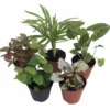 Terrarium Kit with Plants and Ferns - DIY Terrarium Garden - Includes 10 Plants