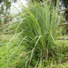 Thai Lemongrass Plant - Live Herb Stalks for Outdoor Planting in Pots