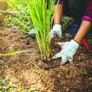 Thai Lemongrass Plant - Live Herb Stalks for Outdoor Planting in Pots