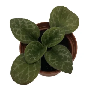 The Dark One Asian Violet JV Primulina - 2.5 Inch Pot Collector's Series