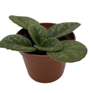 The Dark One Asian Violet JV Primulina - 2.5 Inch Pot Collector's Series