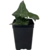 Thorndale English Ivy Groundcover 2.5" Pot Live Plant Hardy Ivy