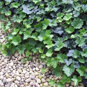 Thorndale English Ivy Groundcover 2.5" Pot Live Plant Hardy Ivy
