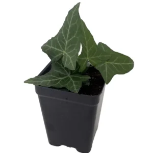 Thorndale English Ivy Groundcover 2.5