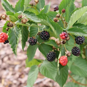 Thornless Blackberry Taste Of Heaven - 4 inch Pot - Vigorous Rubus Plant