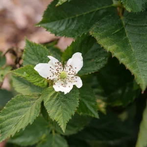 Thornless Blackberry Taste Of Heaven - 4 inch Pot - Vigorous Rubus Plant