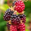 Thornless Boysenberry Plant Starter - Perennial Fruit Bush Berry Plant
