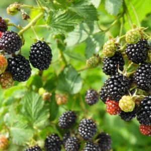 Thornless Boysenberry Plant Starter - Perennial Fruit Bush Berry Plant