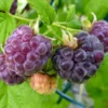 Thornless Purple Raspberry Plants - 3 Glencoe Raspberry Starter Plants - Edible Fruit Bush