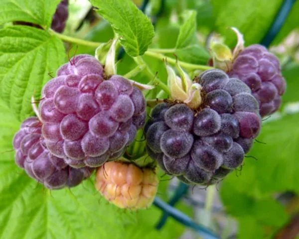 Thornless Purple Raspberry Plants - 3 Glencoe Raspberry Starter Plants - Edible Fruit Bush