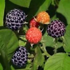 Thornless Purple Raspberry Plants - 3 Glencoe Raspberry Starter Plants - Edible Fruit Bush