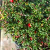 Thyme Leaf Cotoneaster - 2.5 inch Pot - Bonsai Fairy Garden Plant