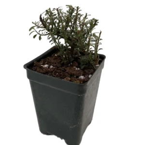 Thyme Leaf Cotoneaster - 2.5 inch Pot - Bonsai Fairy Garden Plant