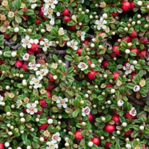 Thyme Leaf Cotoneaster - 2.5 inch Pot - Bonsai Fairy Garden Plant