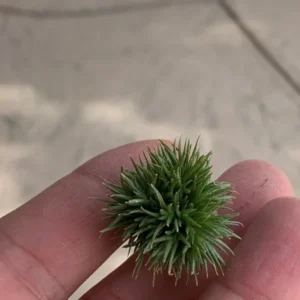 Tillandsia Aeranthos Teddy Bear Air Plant Rare Tiny Clusters