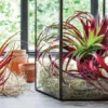 Tillandsia Air Plant Growing on Wood Hanger 3" Rectangle - Unique Home Decor