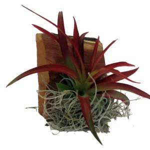 Tillandsia Air Plant Growing on Wood Hanger 3" Rectangle - Unique Home Decor