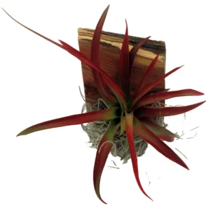 Tillandsia Air Plant Growing on Wood Hanger 3